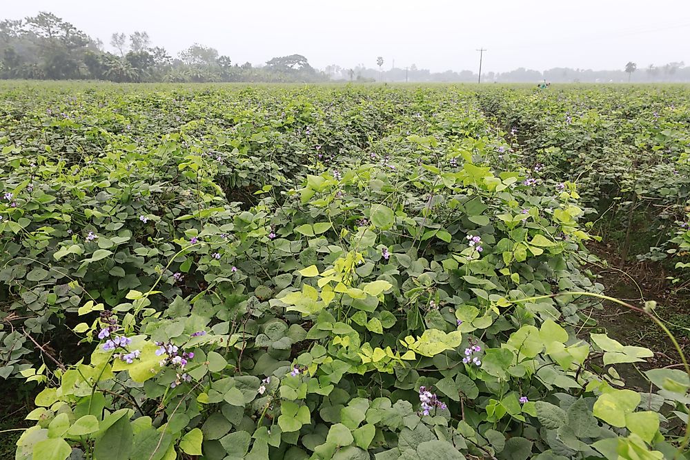 Bangladesh has one of the most fertile soils in the world. Editorial credit: Sk Hasan Ali / Shutterstock.com