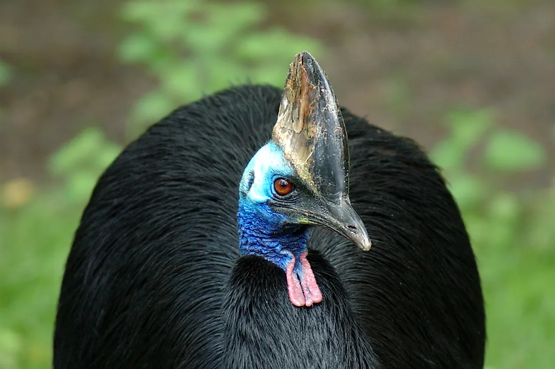 A cassowary bird.