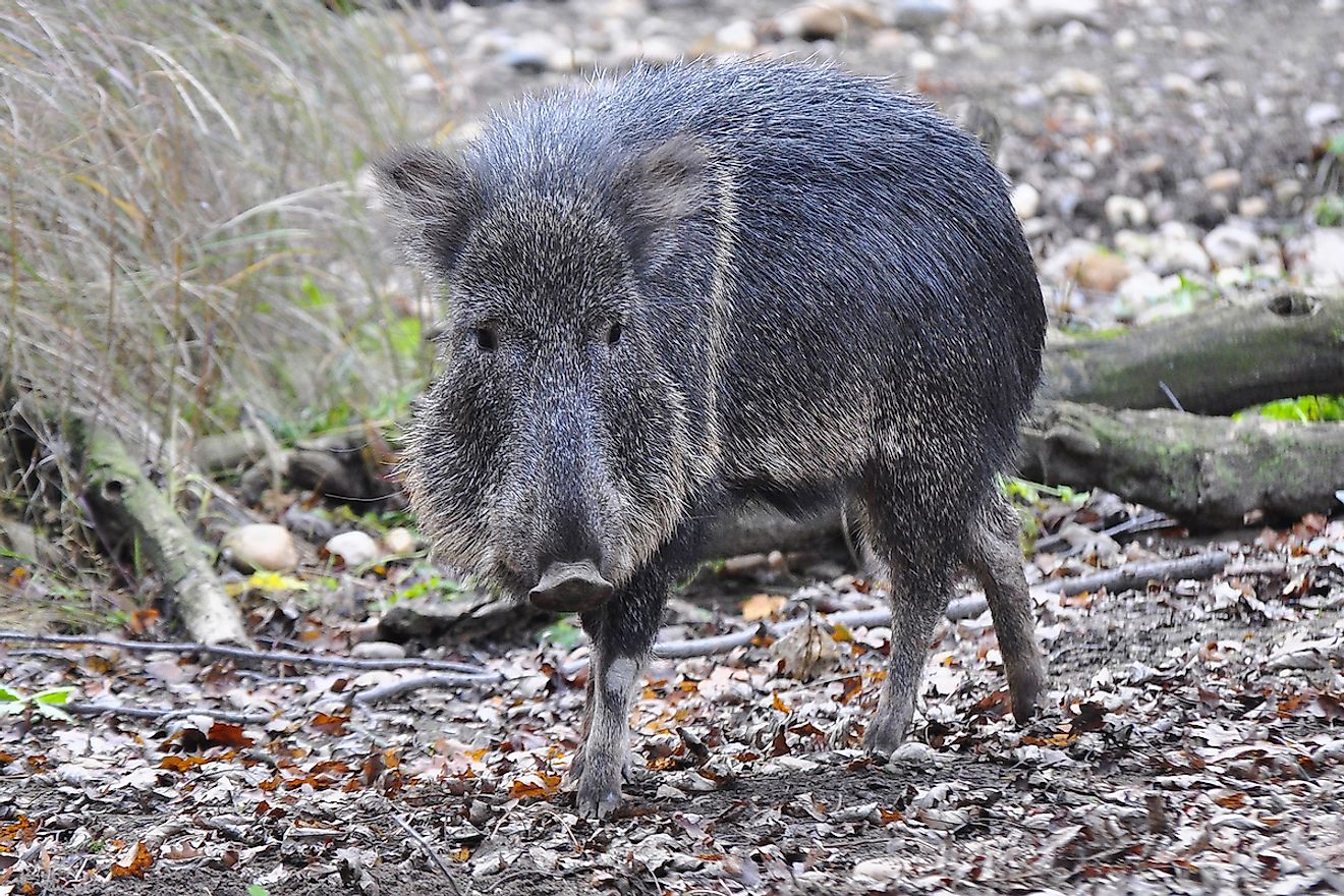 The Chacoan peccary or tagua (Catagonus wagneri) is the last extant species of the genus Catagonus. Image credit: Milan Rybar/Shutterstock.com