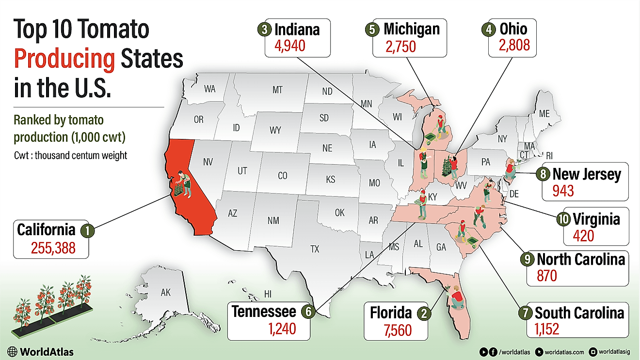 infographic showing The Top 10 Tomato-Producing States In The United States