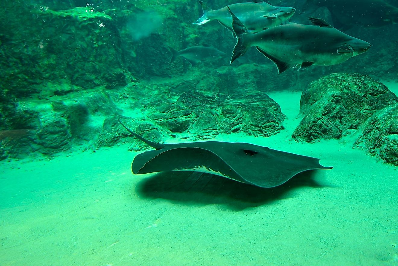 The giant freshwater stingray is considered to be one of the biggest freshwater fishes in the world.