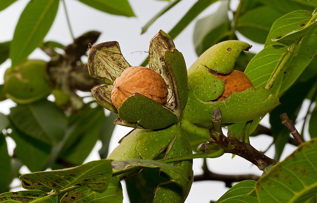 Ripe walnuts on a walnut tree. 