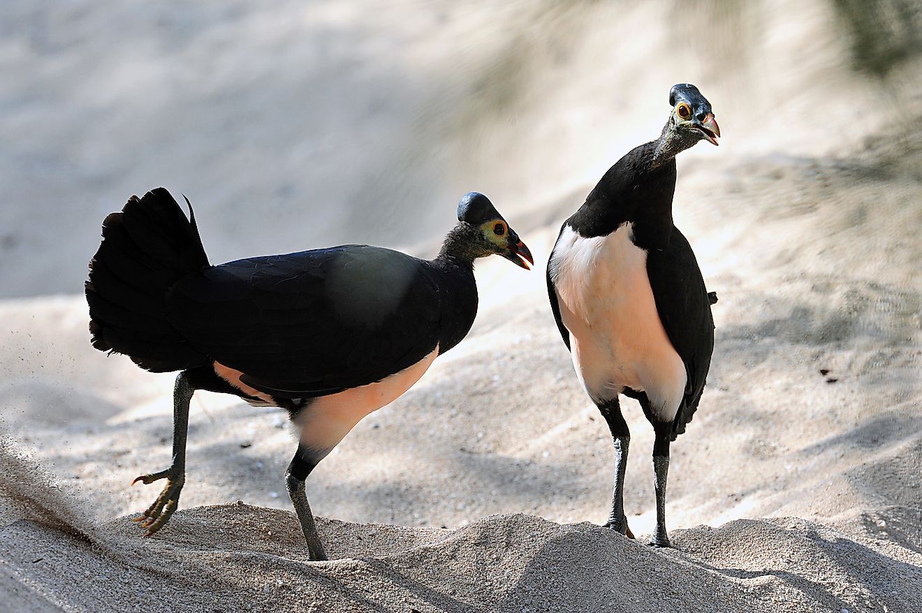 A pair of maleos. Image credit: Riza Marlon/Shutterstock.com