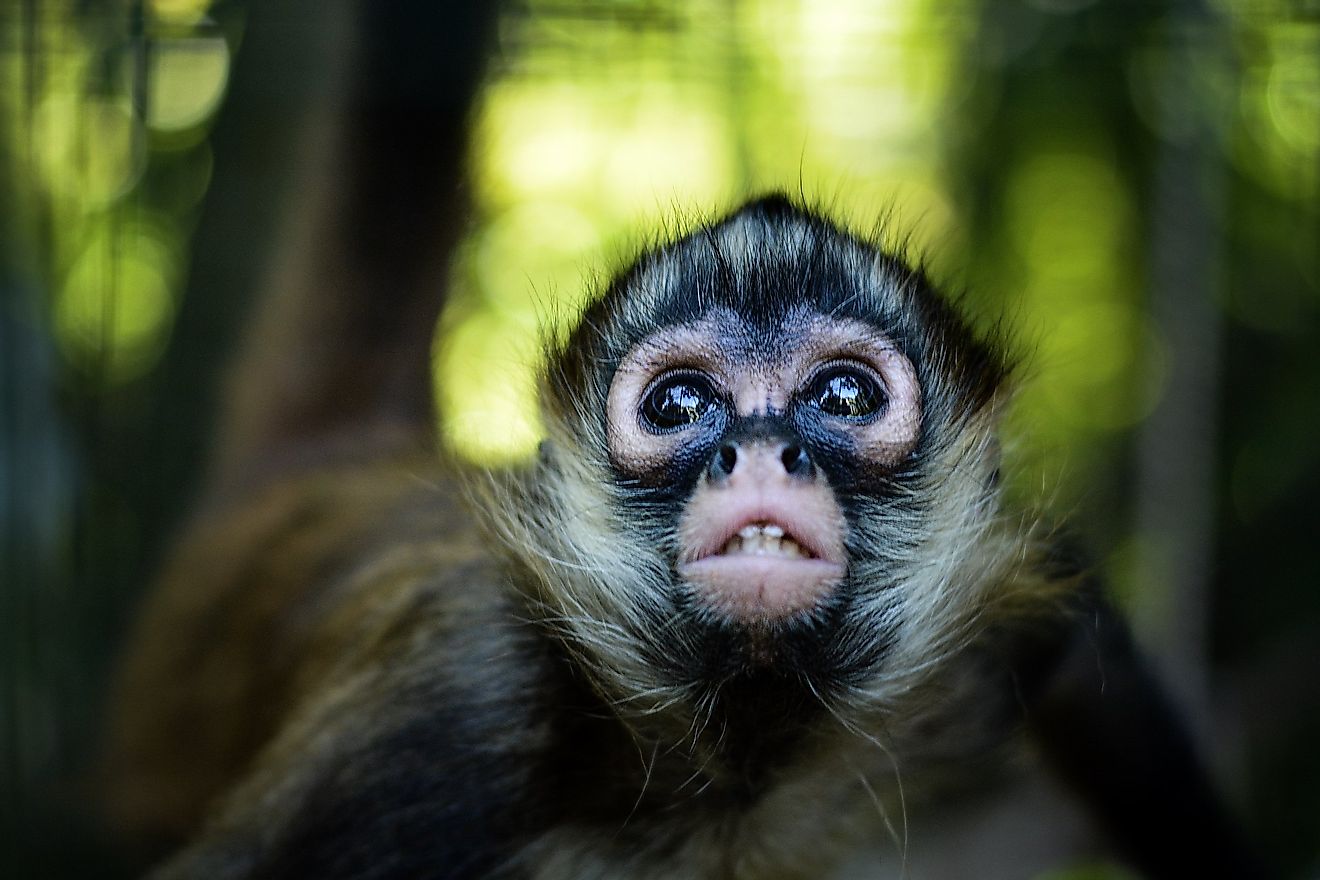 A baby spider monkey. Image credit: Proyecto Asis/Flickr.com