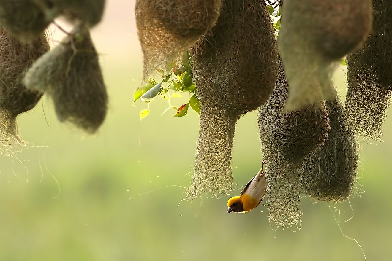 Nesting colony of baya weavers. Image credit: Tahirsphotography/Shutterstock.com