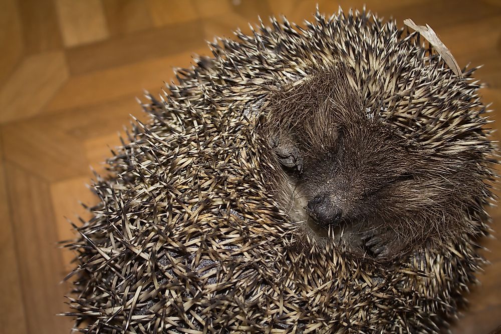 A hedgehog rolled into a ball.