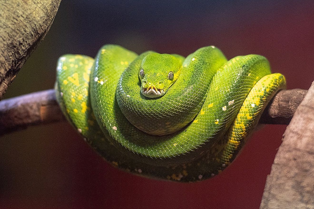 A green tree python. Image credit: Wikimedia.org
