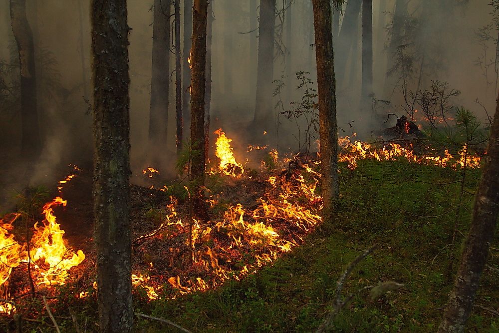 Largest Brush And Forest Fires In Recorded History Largest Brush And Forest Fires In Recorded History
