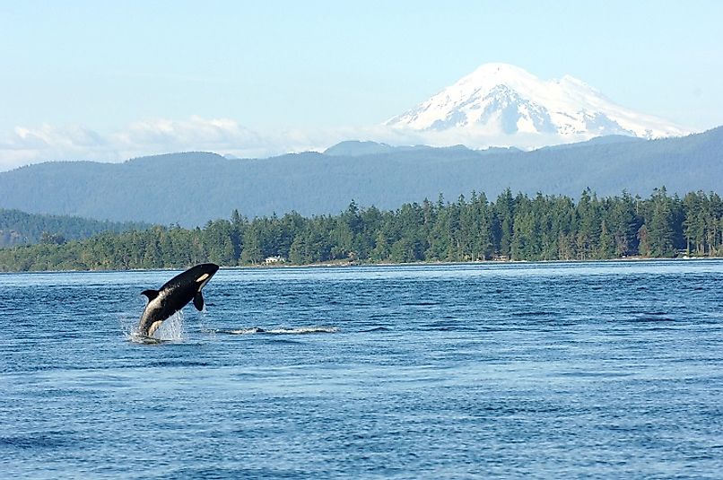 An Orca jumps up out of the waters of Puget Sound with Washington's snow-capped mountains in the background.