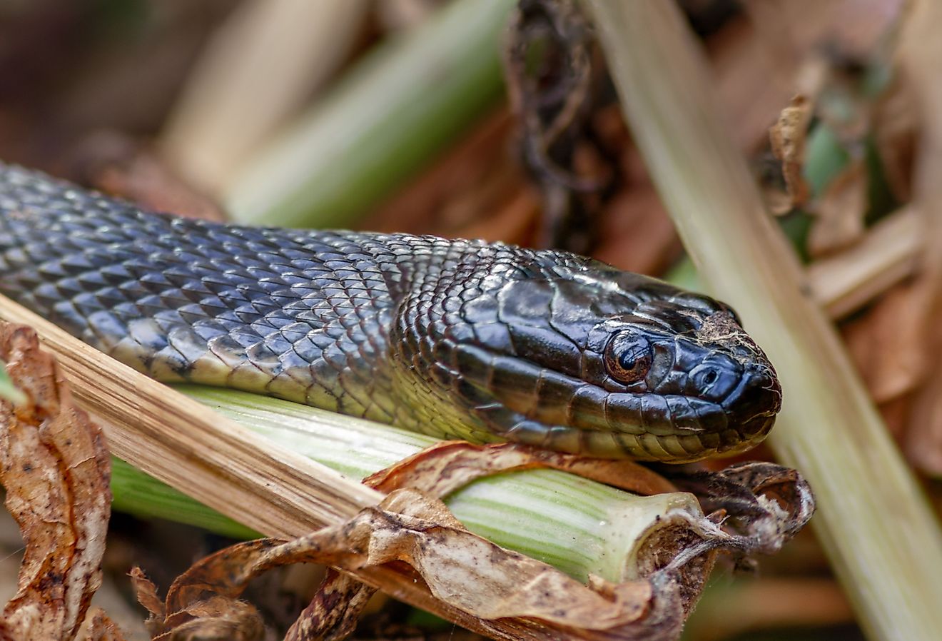 Water snake in wetlands.