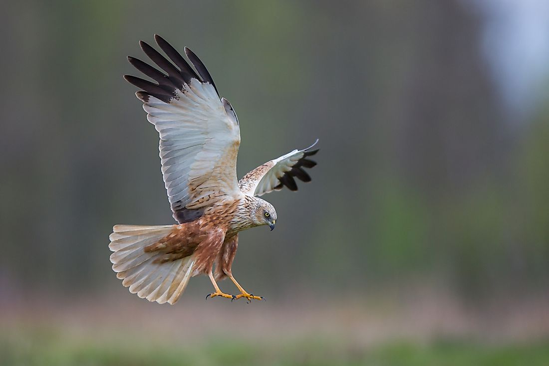 List of bird of prey species recorded at the wetlands.