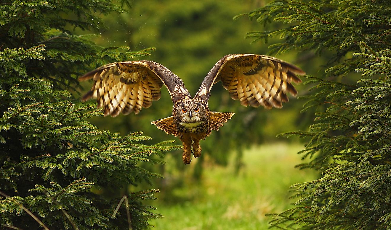 The Eurasian eagle-owl flying in the forest in the mountains low tatra. Image credit: Jan_Broz/Shutterstock.com