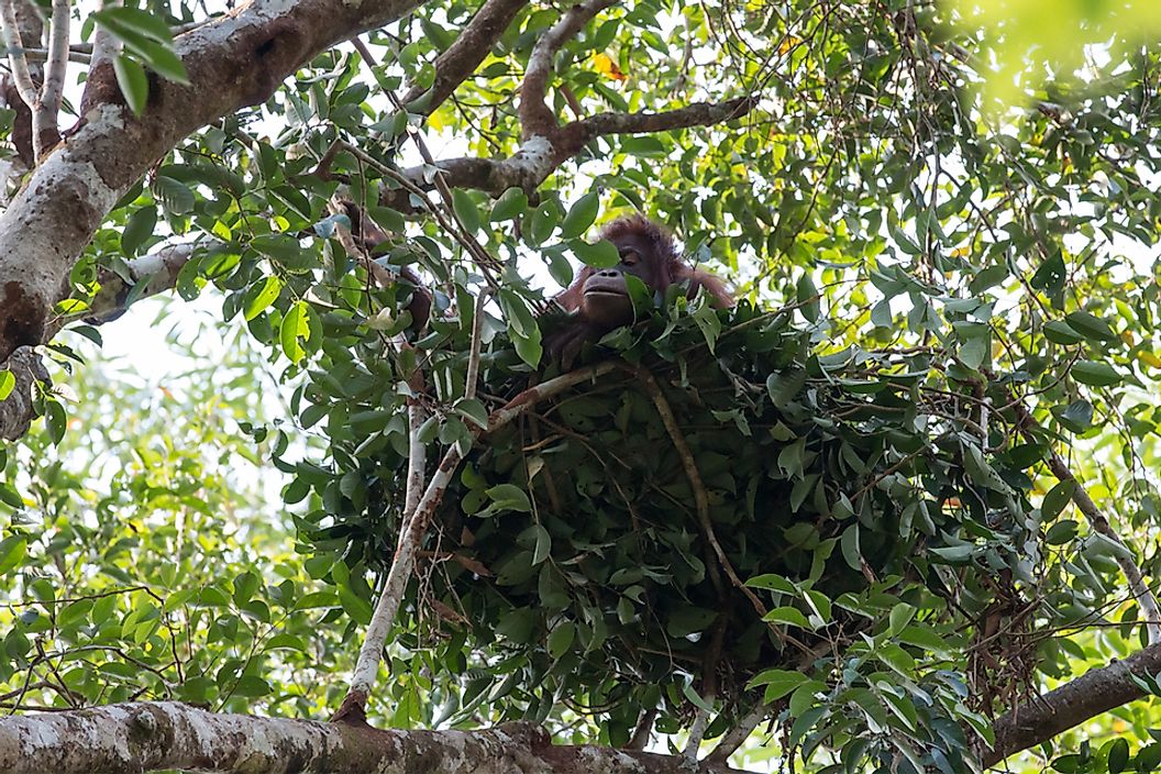 Orangutan nest in a tree.