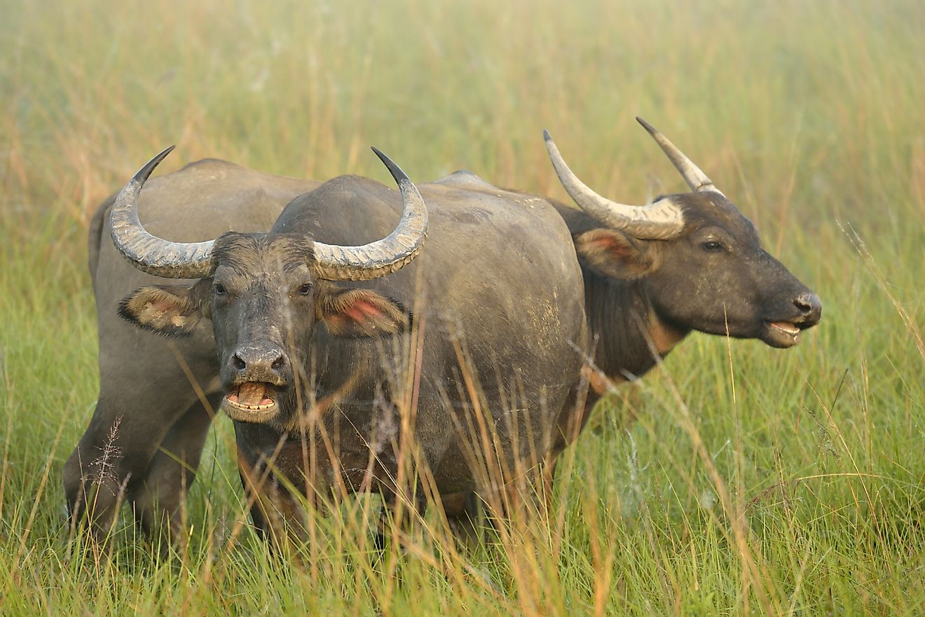 Note the ribbed texture of the horns on these Wild Asian buffaloes in India's Kaziranga National Park. Males of this species can weigh up to 2,650 pounds.