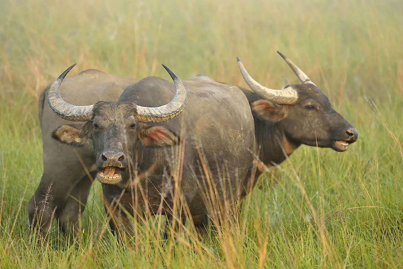 Water Buffalo Facts: of - WorldAtlas