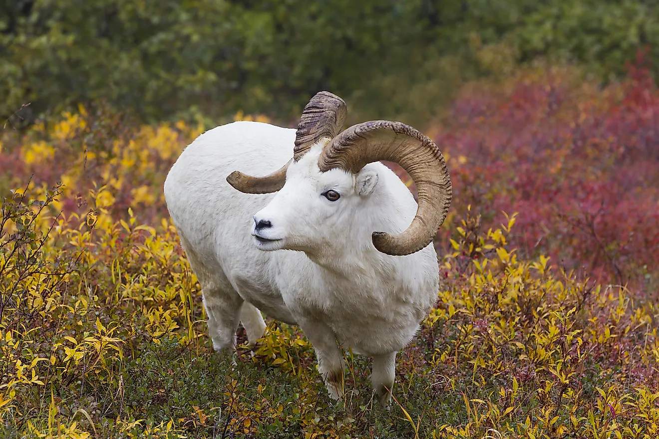 Dall sheep in the tundra colors. Savage River, Denali National Park, Alaska. Image credit: Richard Seeley/Shutterstock.com