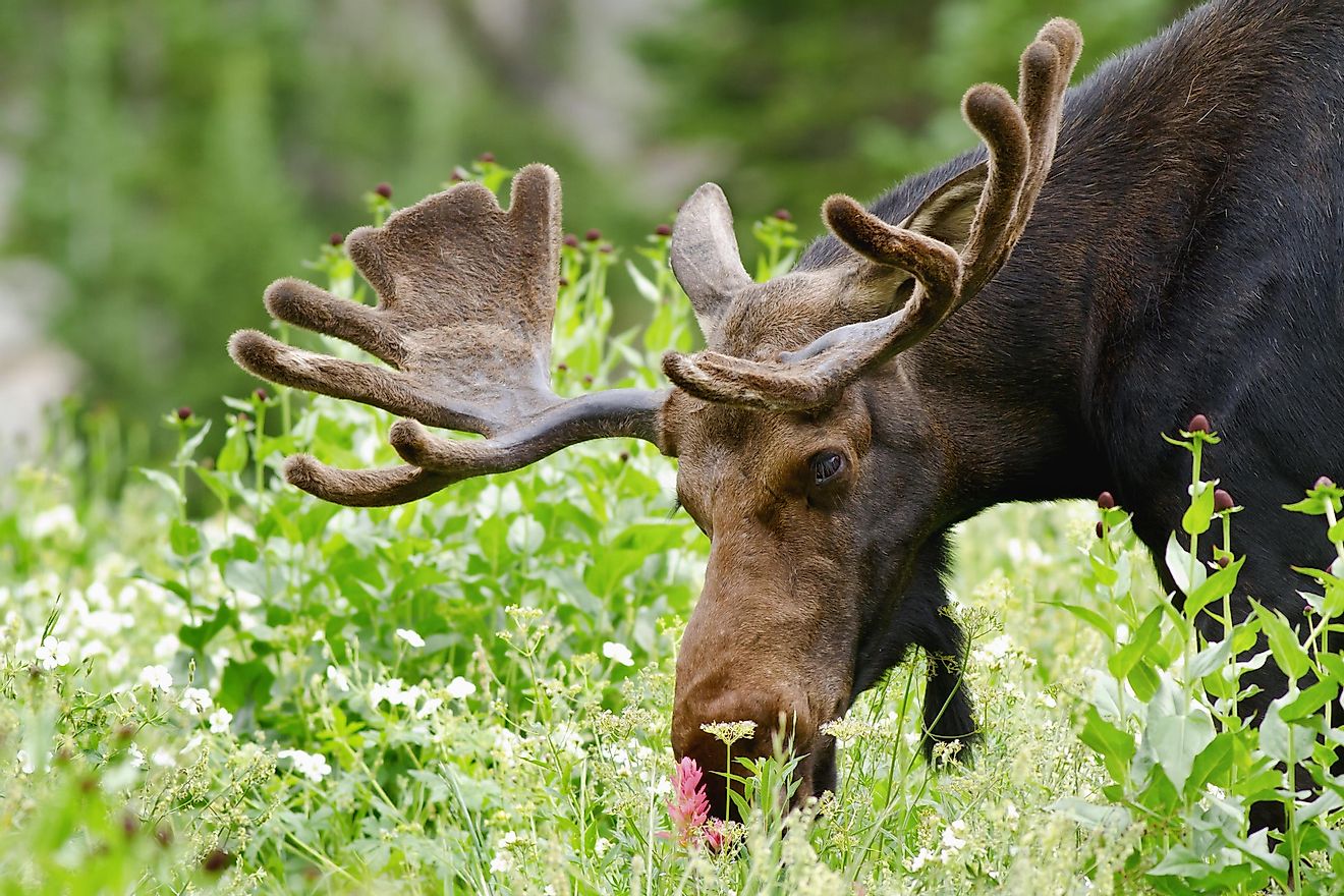 Moose grazing in Utah