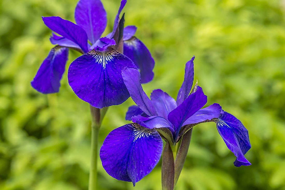 Blue flag iris flower. 