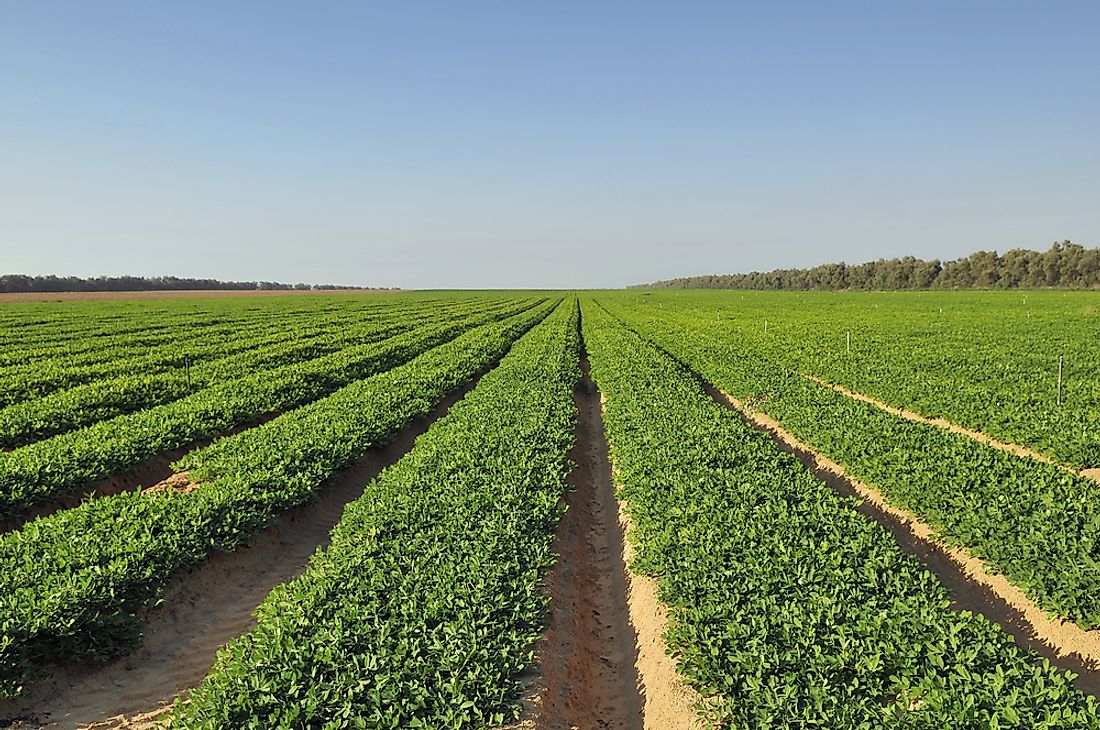 A peanut field. 