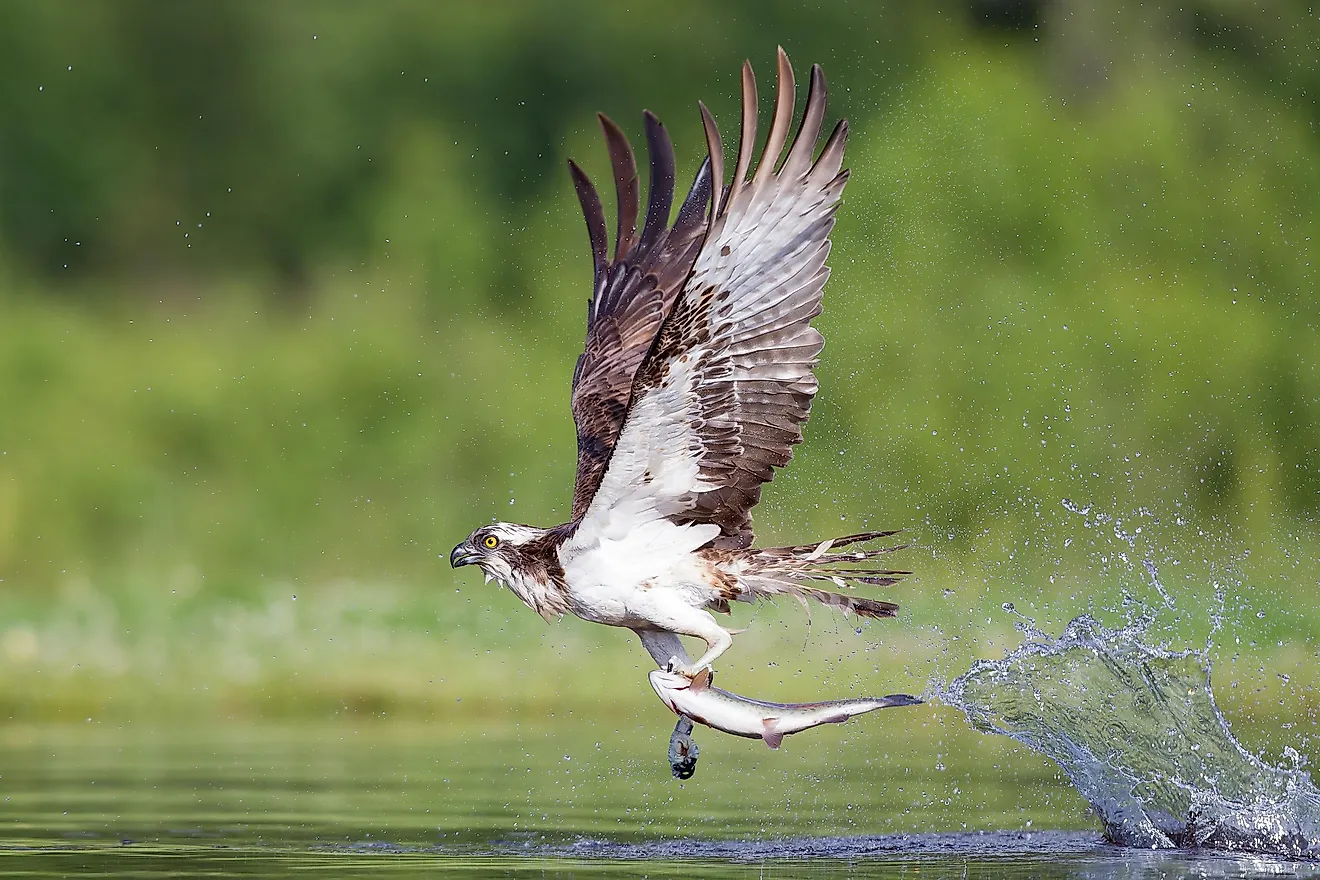 Osprey Facts: Animals of North America - WorldAtlas