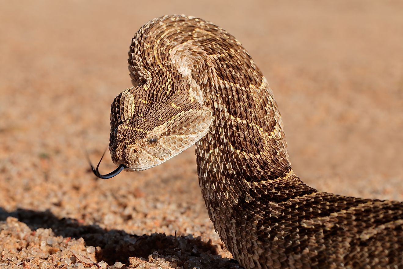 A puff adder (Bitis arietans)