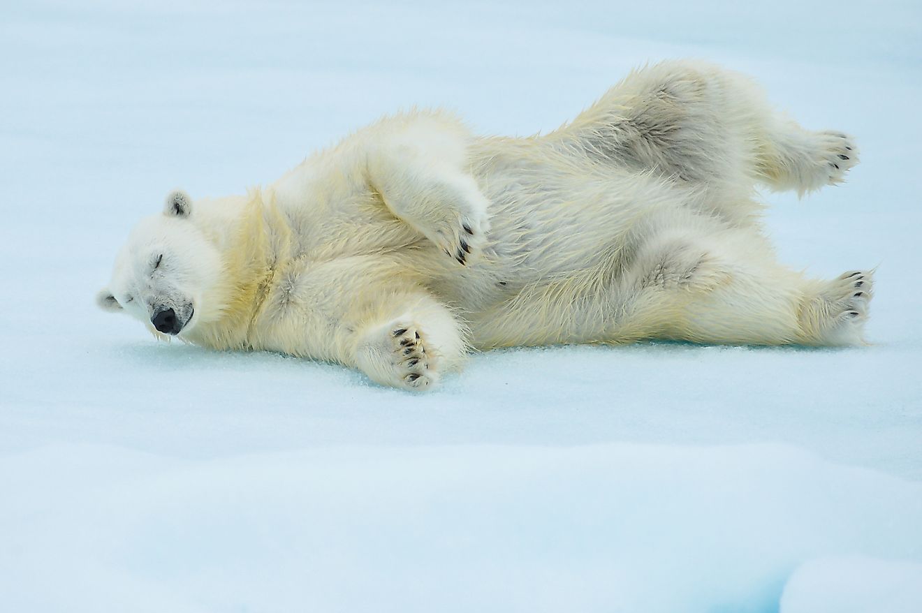 A polar bear rolling in the Arctic snow after a swim. Image credit: FloridaStock/Shutterstock.com