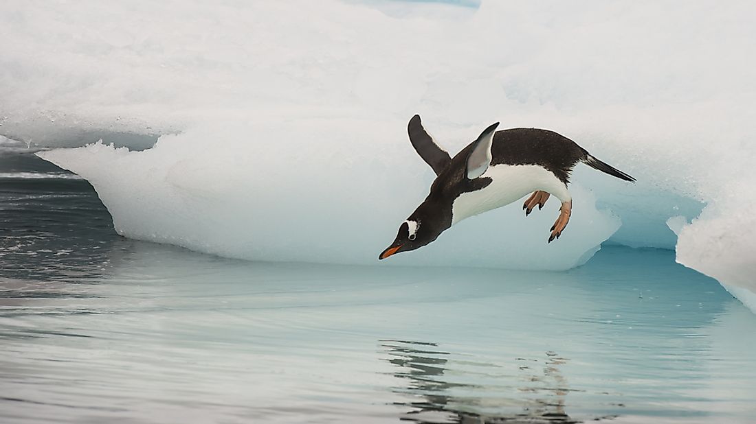 A gentoo penguin jumps into the water. 