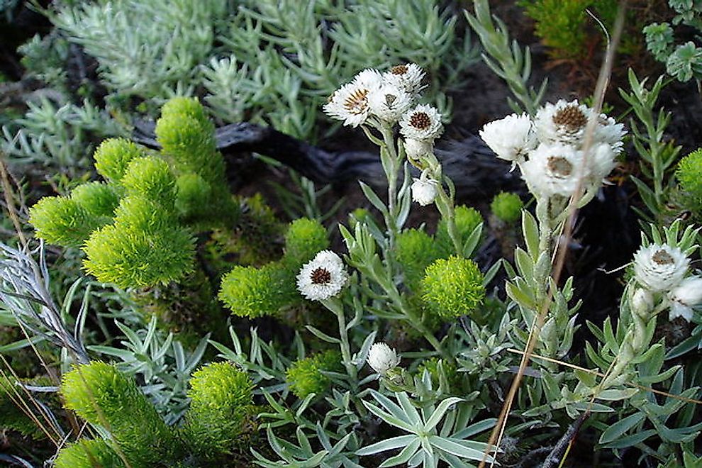Plants of the Fynbos, a local ecosystem, South Africa.