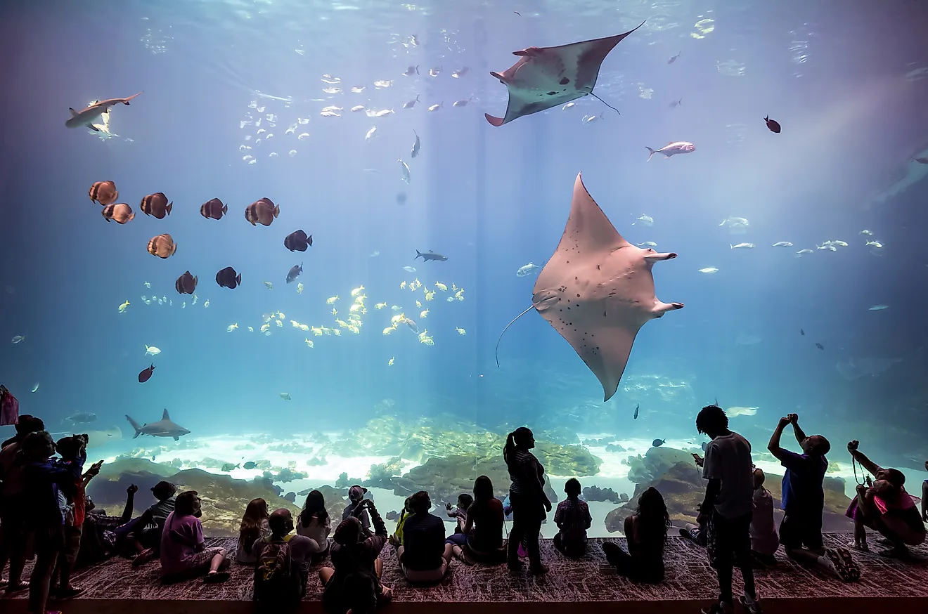 The Georgia Aquarium in Atlanta is one of the largest in the world (Editorial credit: f11photo / Shutterstock.com)