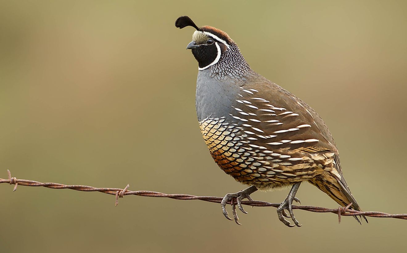 The California quail, the state bird of California. 