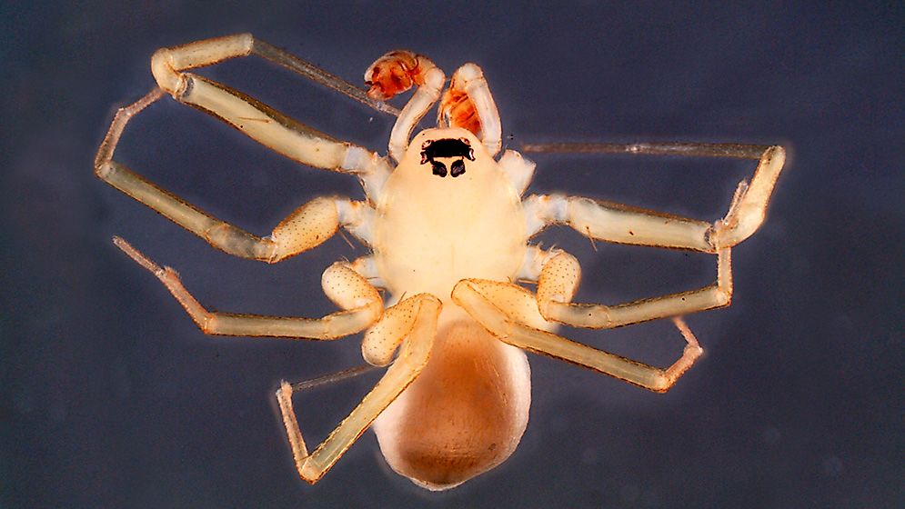 Myrmecicultor Chihuahuensis. Credit: MACN & David Lightfoot, University of New Mexico