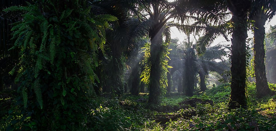 Dense, green forests in Honduras.