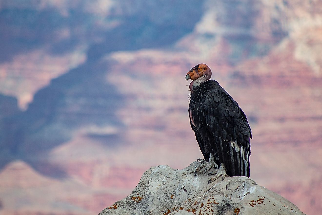 A California Condor in the Grand Canyon Park. Image credit: leovissotto/Shutterstock.com