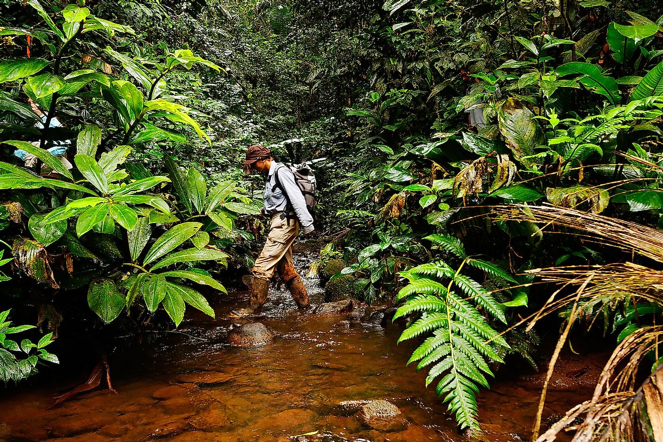 Scientists are exploring the rainforest near Puyo, Ecuador. Image credit: goran_safarek/Shutterstock.com