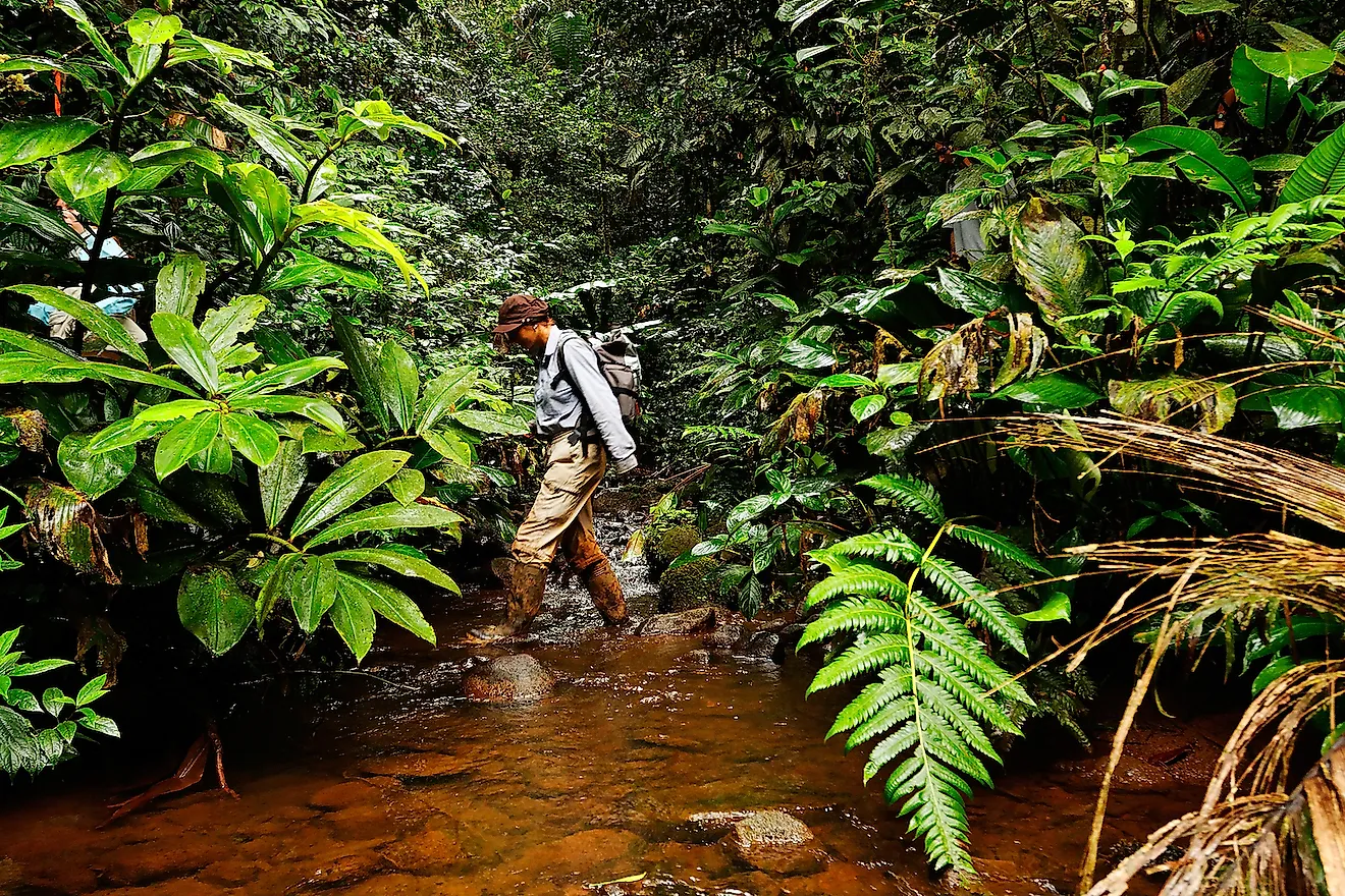 Scientists are exploring the rainforest near Puyo, Ecuador. Image credit: goran_safarek/Shutterstock.com