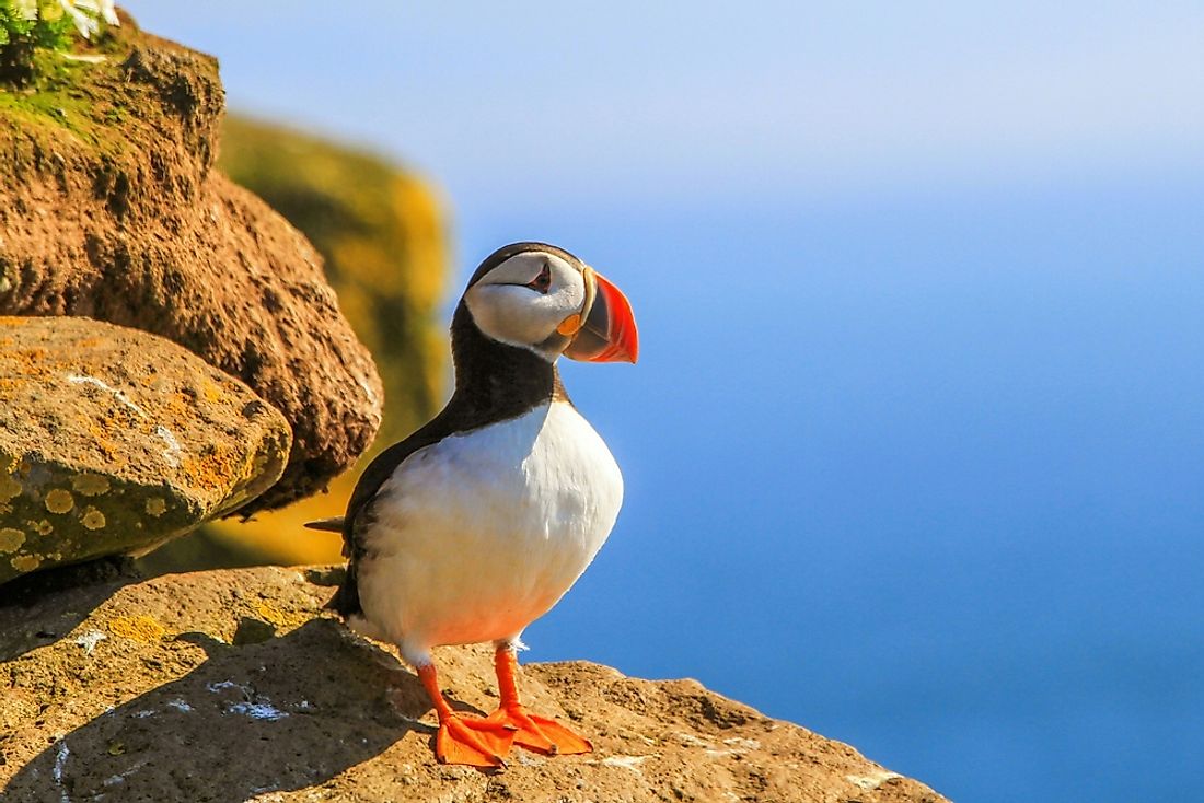 A puffin basking in the sun. Puffins can be found throughout the North Atlantic and North Pacific oceans. 