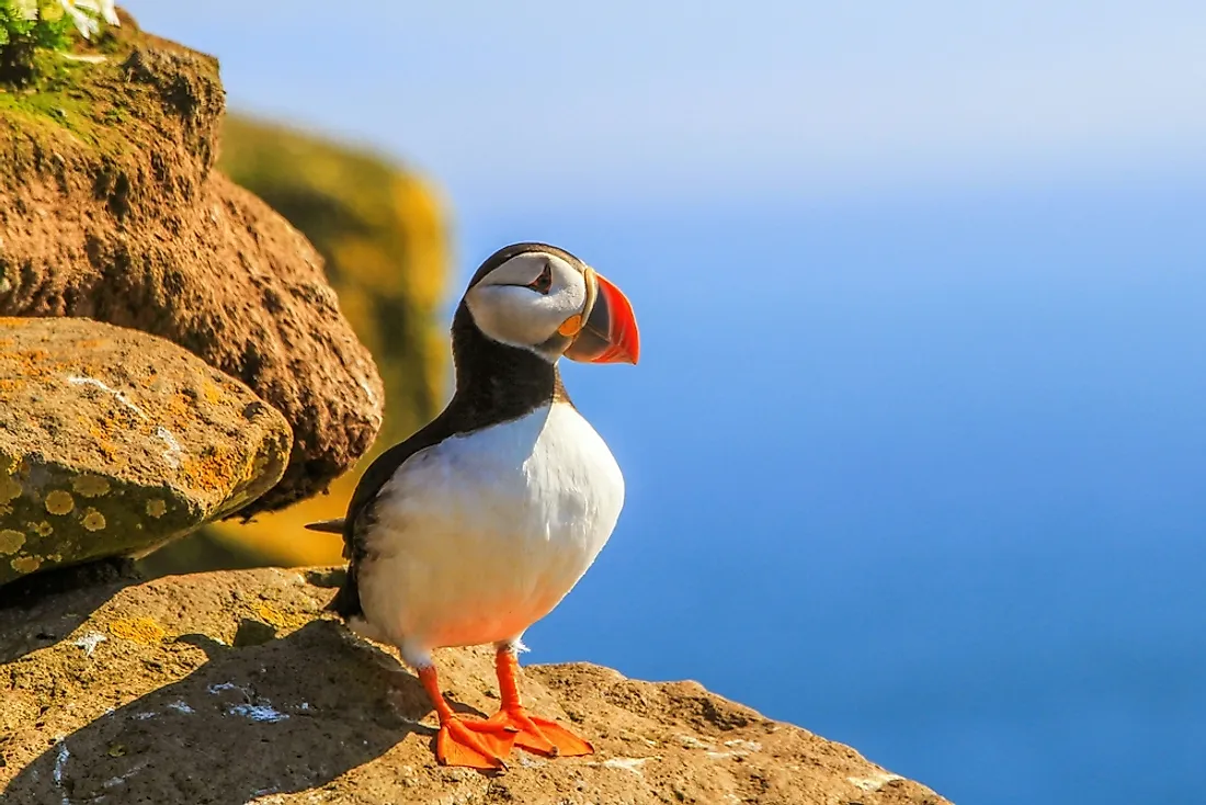 A puffin basking in the sun. Puffins can be found throughout the North Atlantic and North Pacific oceans. 