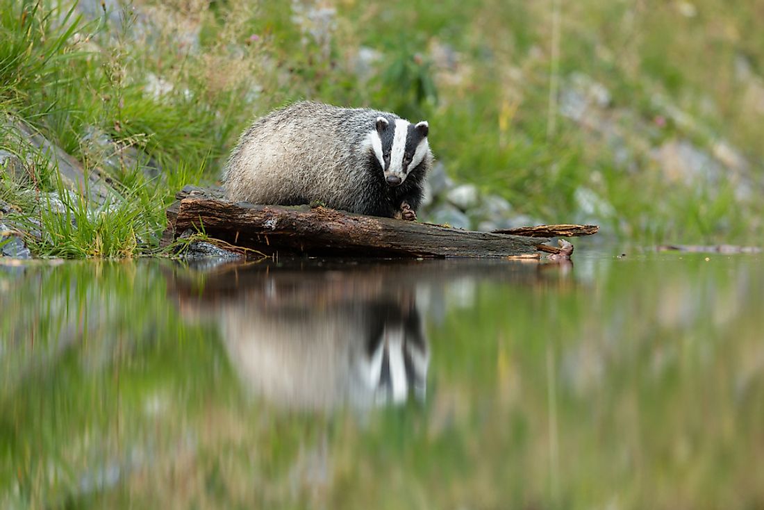 The badger is an example of an animal that starts with the letter B. 