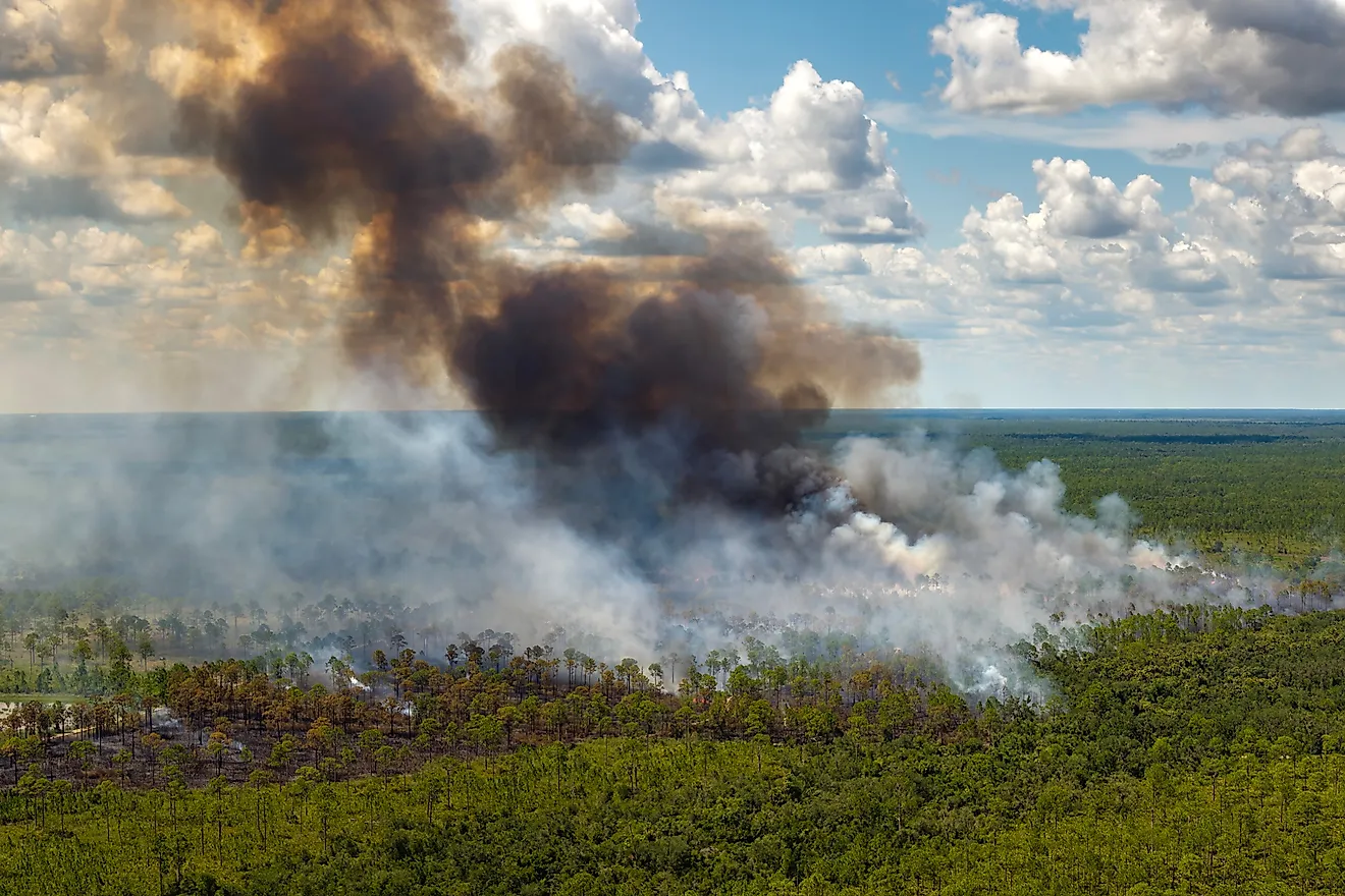 Safe prescribed fire in rural Florida landscape. 