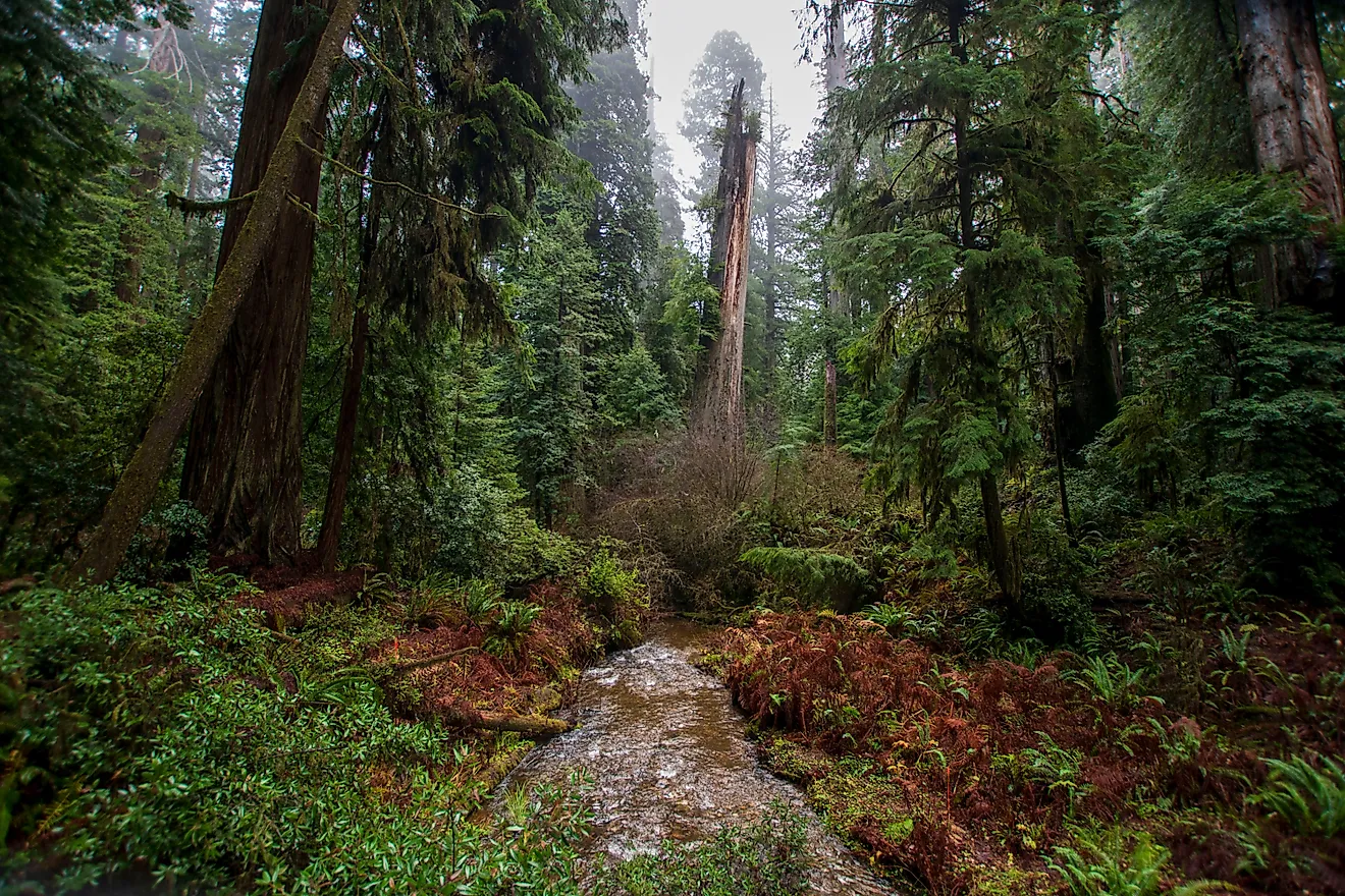 Jedediah Smith Redwoods State Park is filled with old-growth redwood groves near Crescent City, California. 