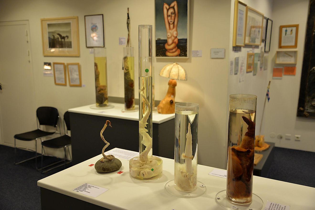 The Iceland Phallological Museum, as its name implies, is dedicated to the study of phallology, the scientific study of the penis. Image credit: Kollawat Somsri / Shutterstock.com