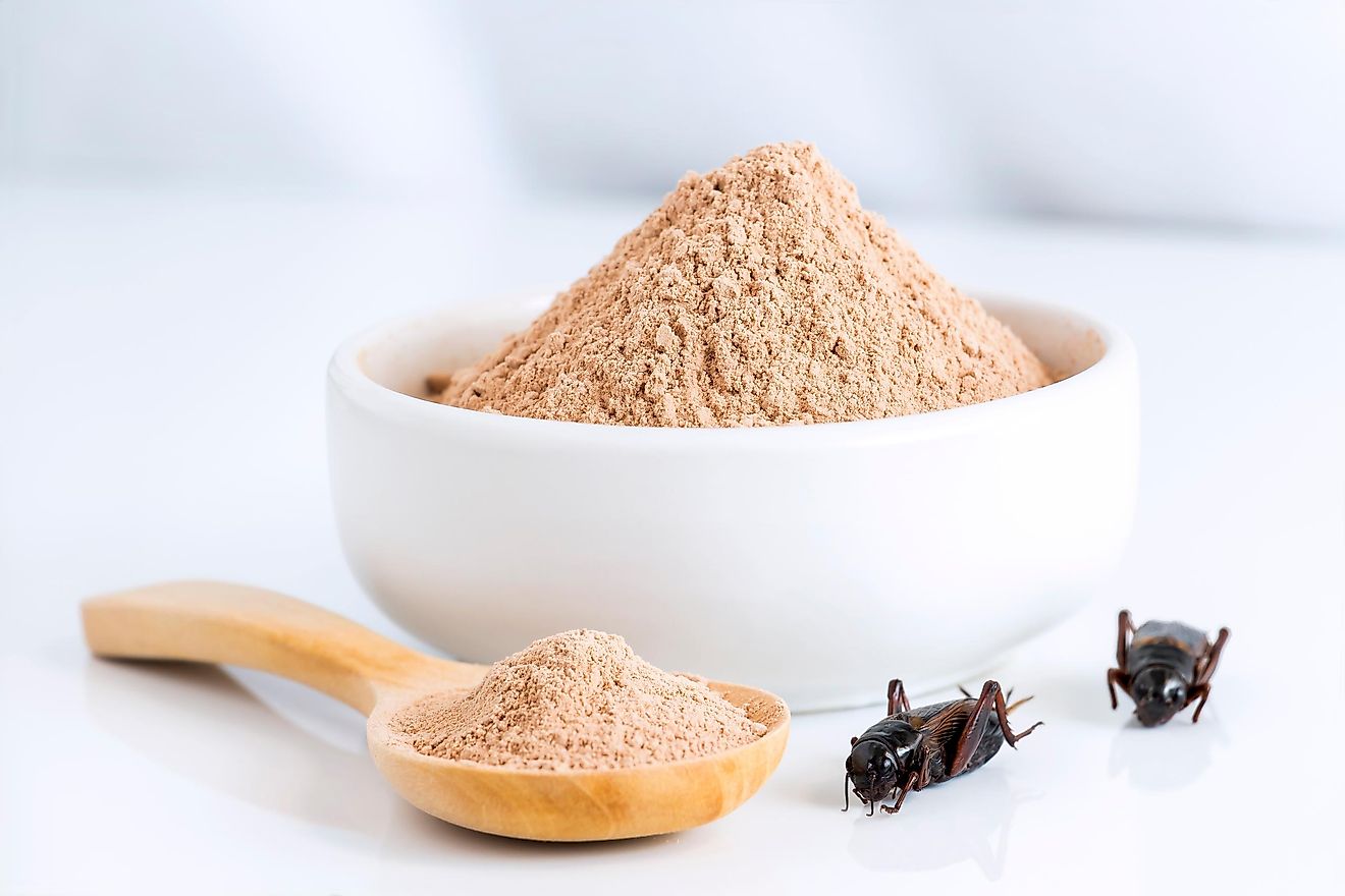 Cricket powder is growing in popularity. 