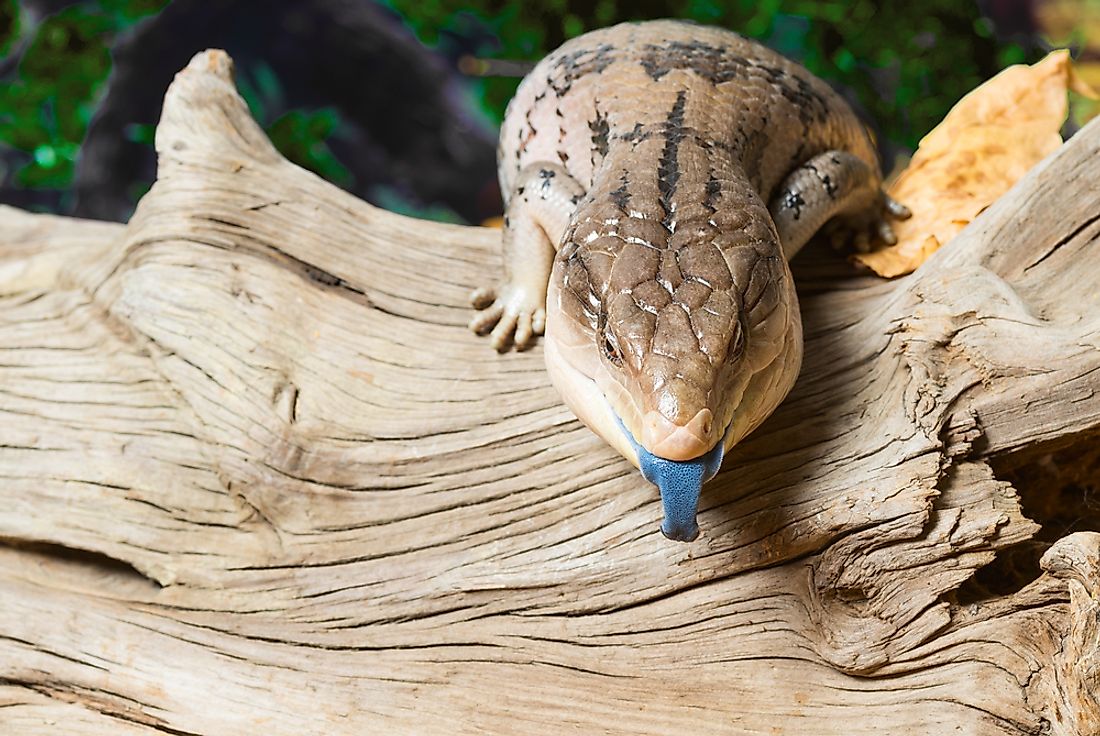 A Blue-Tongued Skink sticks out its iconic blue tongue.