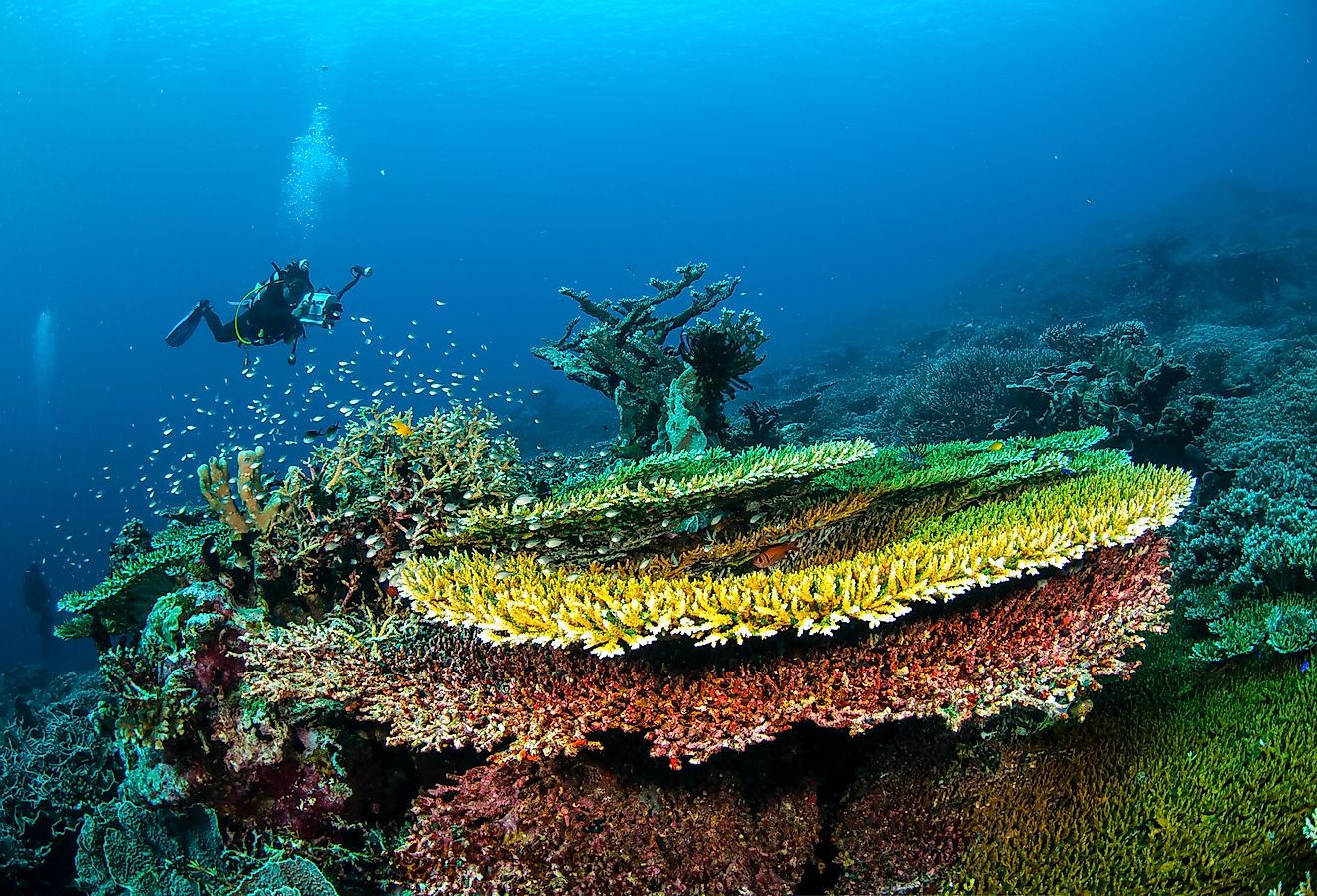Diver and various hard coral reefs in Banda, Indonesia.