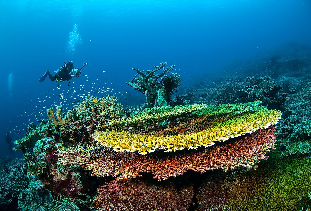 Diver and various hard coral reefs in Banda, Indonesia.