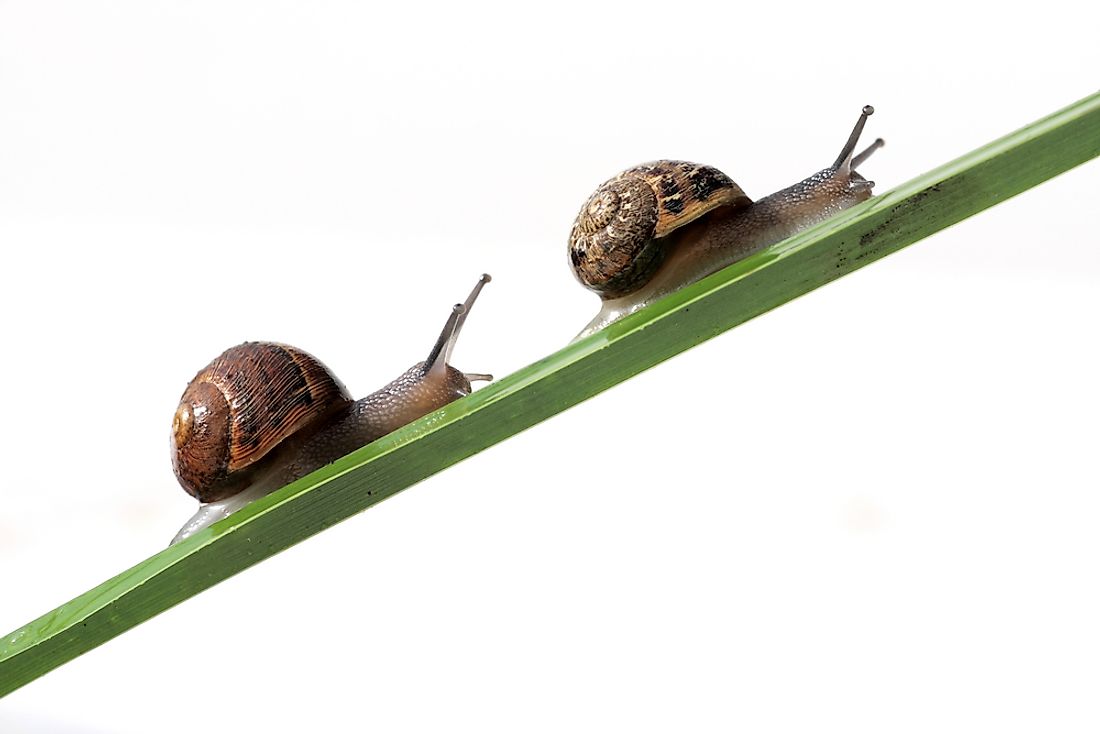 "Slow and steady wins the race" is a popular adage.
