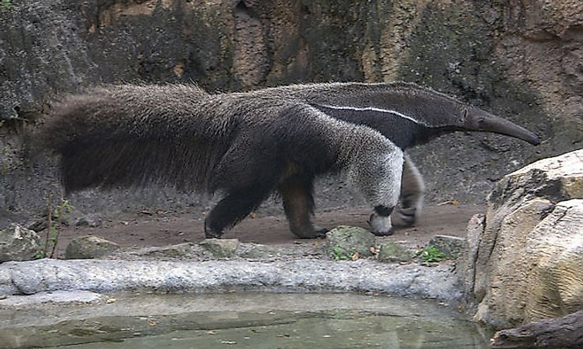 The Giant Anteater, one of the inhabitants of Los Katíos National Park, a UNESCO World Heritage Site in Colombia.