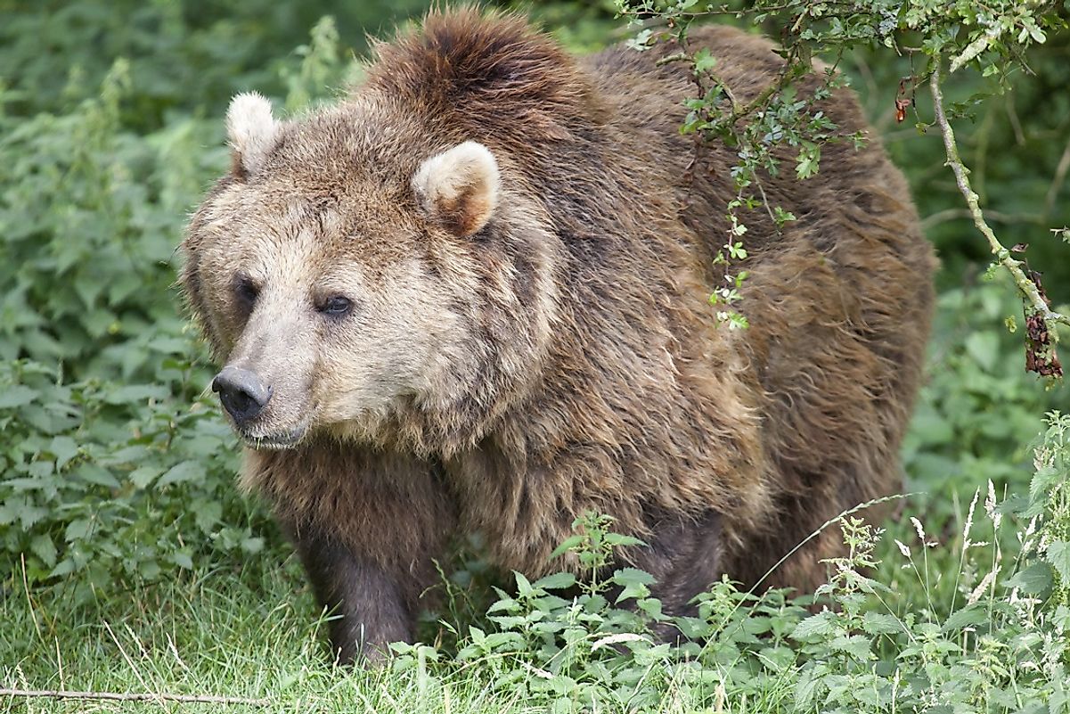 Select Eurasian brown bears have been recorded as weighing more than 1,000 pounds.