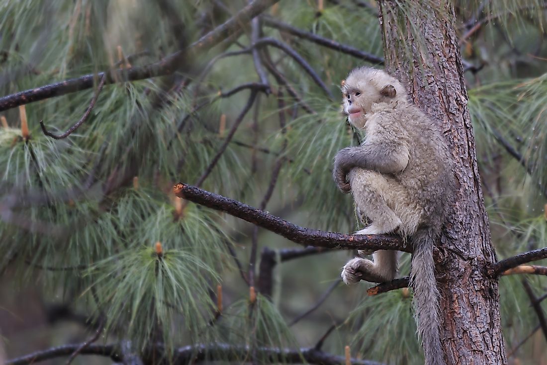 A Tonkin Snub-Nosed Monkey. 