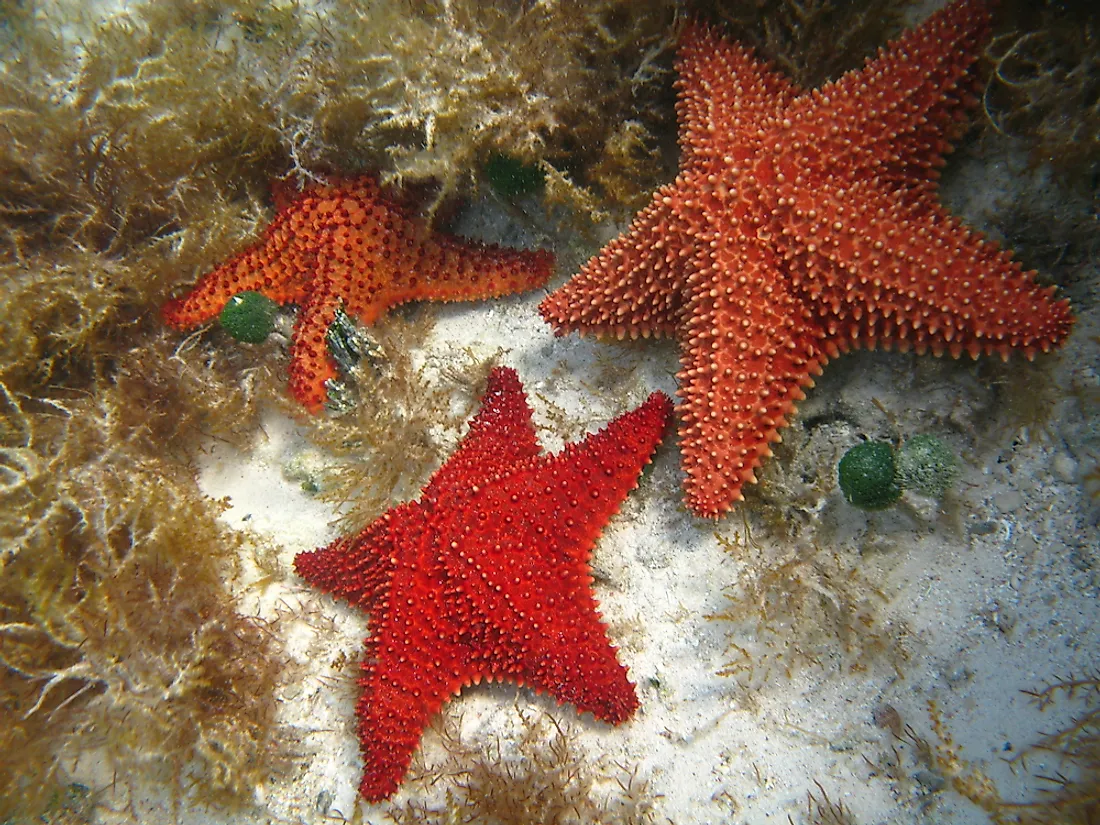 Starfish have upwards of 5 arms, depending on the species.